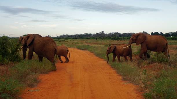 istock wildlife in africa 999327792