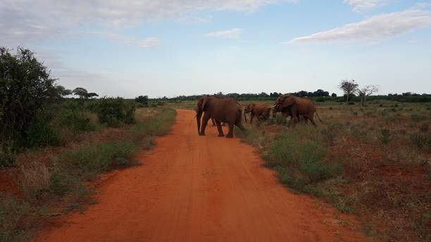 istock wildlife in africa 999327802