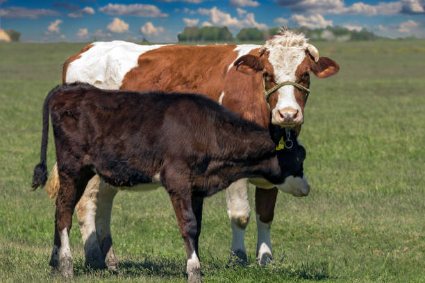istock Cow With Her Calf on a Green Pasture 999344366