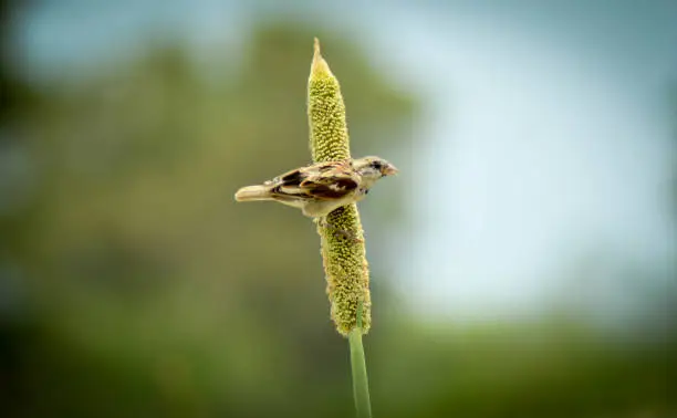 silverbell is a little beautifull bird of Sindh Pakistan
