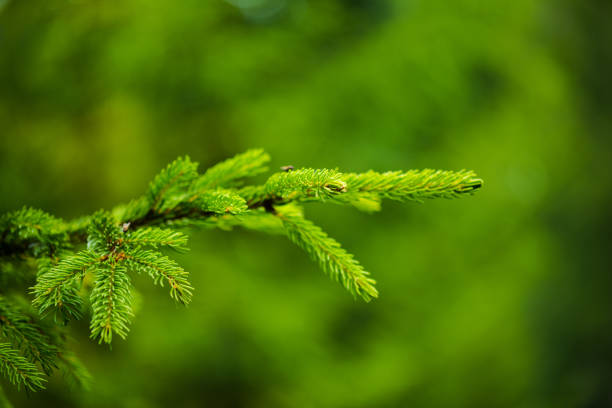 istock Beautiful pine trees on background high mountains. 999347308