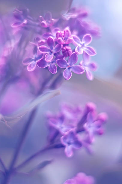 istock Spring background of spring lilac flowers 999348448
