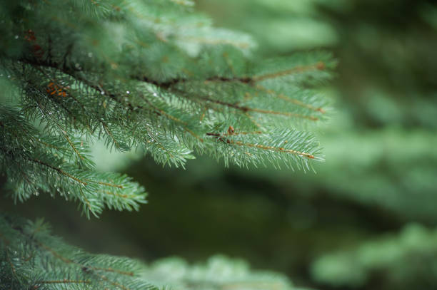 istock Beautiful pine trees on background high mountains. 999348720
