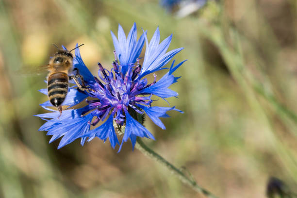 istock Bee pollinating blue cornflower in the spring on the field 999349028