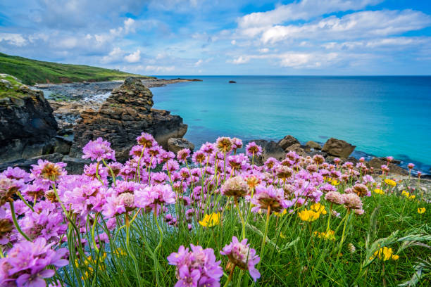 fiori di parsimonia rosa sulla costa del mare - spring landscape foto e immagini stock