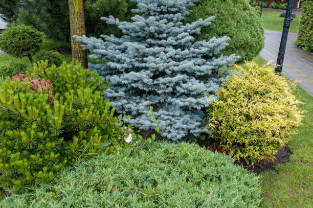 istock Small Gardens and Unique Plants. Landscape design 999349552