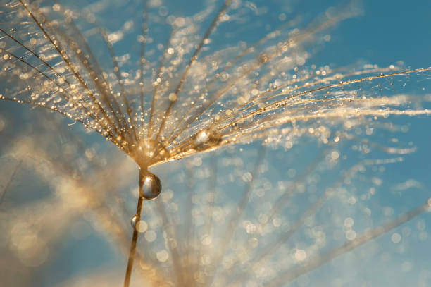 黄金水は、タンポポにドロップします。青色の背景にタンポポのマクロ。 - dandelion nature water drop ストックフォトと画像