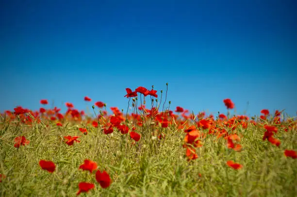 poppies in a field with blue sky