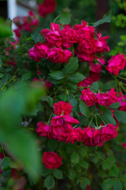 floribunda rosa diabloti - hybrid tea rose photos et images de collection