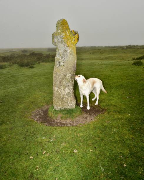 istock Labrador Retriever and Dartmoor Standing Stone 999360996