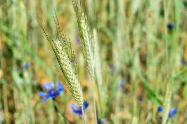young shoots of wheat on a green field.