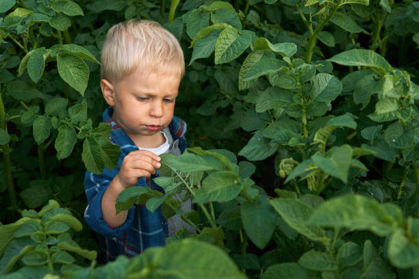 Little boy agronomist analyzes the potato bushes on the presence of pests and diseases. Concept of organic gardening. Village life. Copy Space