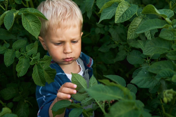 Little boy agronomist analyzes the potato bushes on the presence of pests and diseases. Concept of organic gardening. Village life. Copy Space
