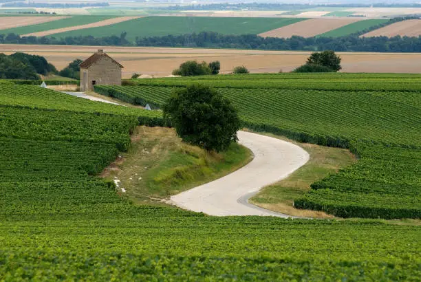 Uitgestrekt landschap met wijngaarden