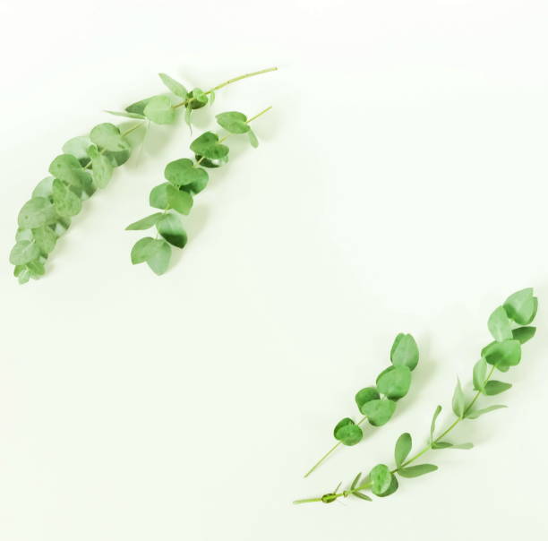 istock eucalyptus branches on white background. Flat lay, top view. copy 999379998