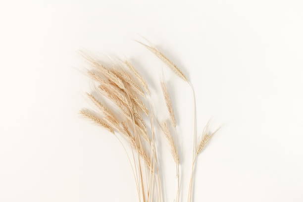 istock Some spikelets of wheat on the white background. top view 999383268