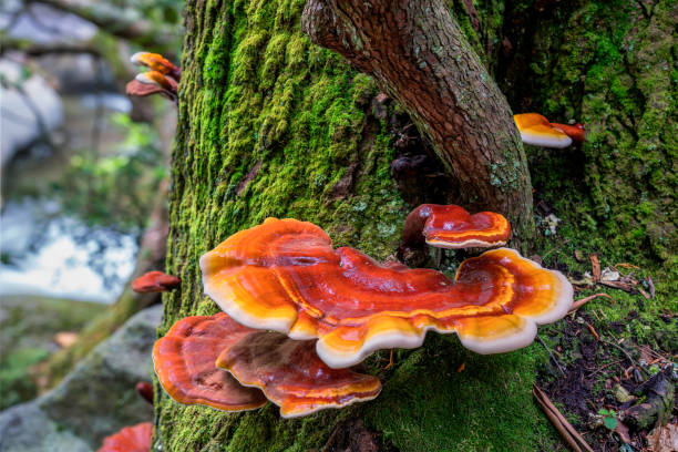 rojo y naranja seta hongo crece en el árbol cerca de arroyo - moss toadstool fotografías e imágenes de stock