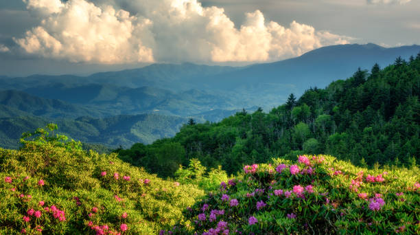 roan mountain carvers gap rhododendron blooming - blue ridge mountains appalachian mountains appalachian trail forest imagens e fotografias de stock