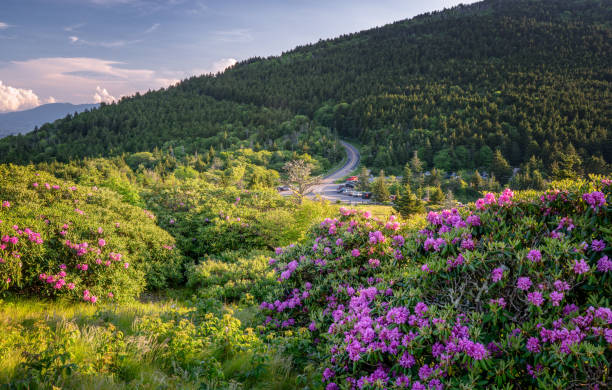 istock Roan Mountain Carvers Gap rhododendron blooming 999399452