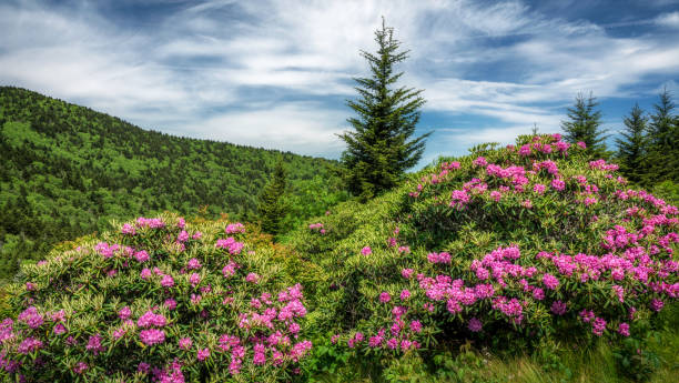 istock Roan Mountain rhododendron gardens blooming 999404196