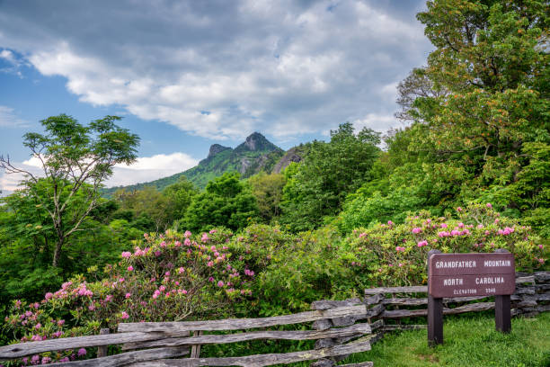 montagna del nonno con rododendro in fiore - grandfather mountain foto e immagini stock