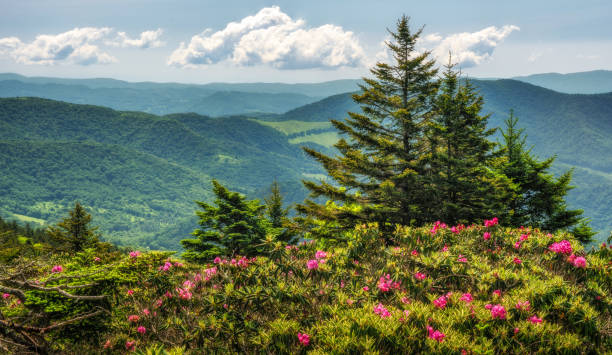 istock Roan Mountain rhododendron gardens blooming 999405128