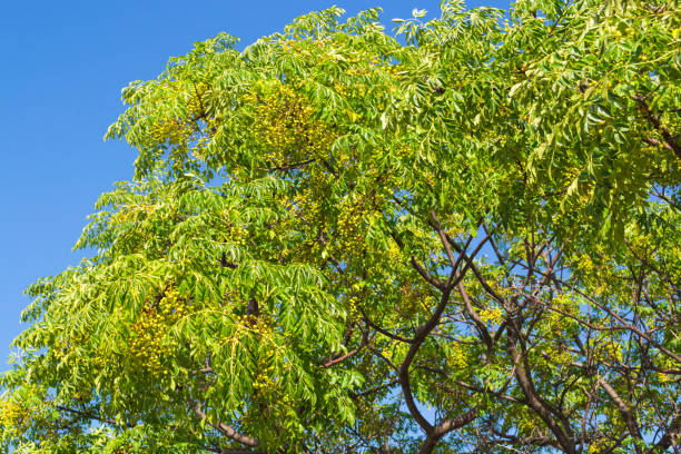 istock Green branches with fruits similar to walnut. Montenegro 999410596