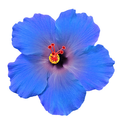 A beautiful bright tropical Hibiscus flower blossom with  blue and purple color petals and pink and yellow stamen and pistils, cut out on a white background.