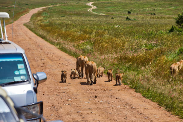 Lionesses and Safari vehicles at wild on the dirt road
