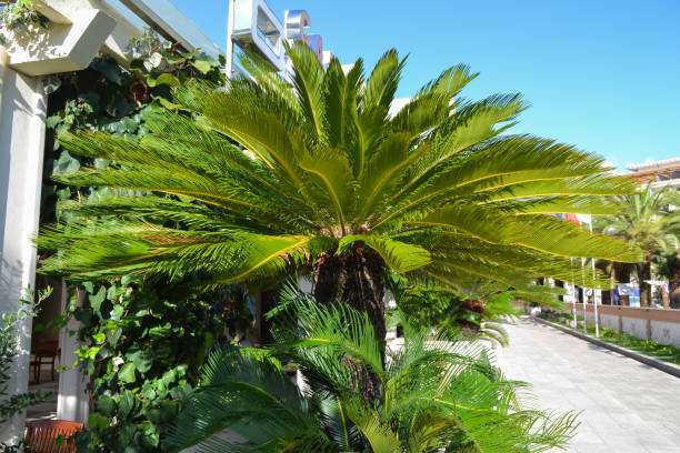 istock Brightly green palm branch close-up 999446714