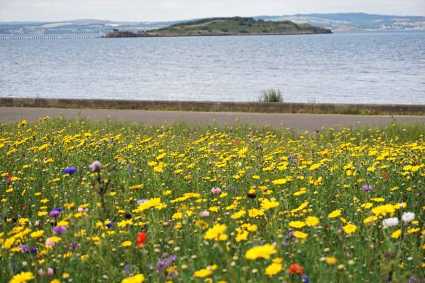 Wildflower Meadow, Cramond, Edinburgh