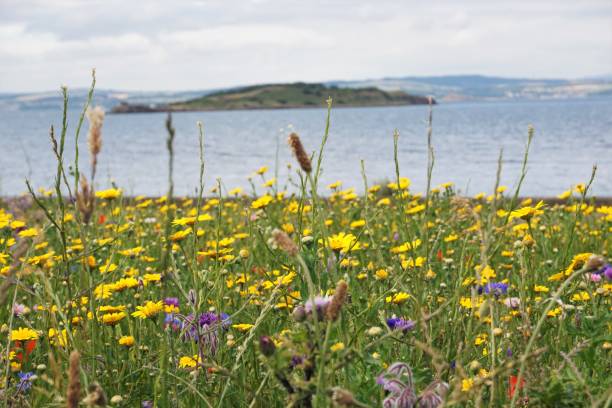 istock Wildflower Meadow, Cramond, Edinburgh 999463572