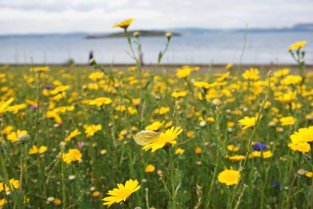 istock Wildflower Meadow with butterfly, Cramond, Edinburgh 999463668