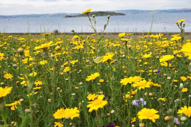 istock Wildflower Meadow with butterfly, Cramond, Edinburgh 999463756