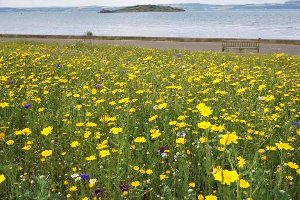 istock Wildflower Meadow with butterfly, Cramond, Edinburgh 999463798