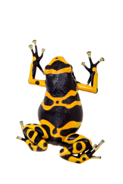 istock The bumblebee poison dart frog on white 999471120