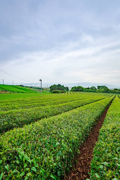 istock Japanese Tea Garden 999480402