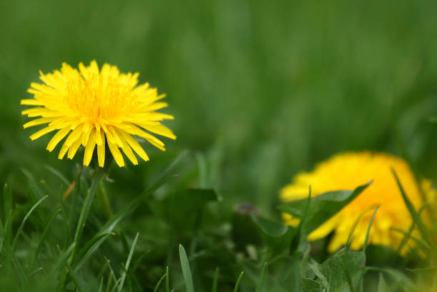 istock Closeup of medicinal dandelion 999484860