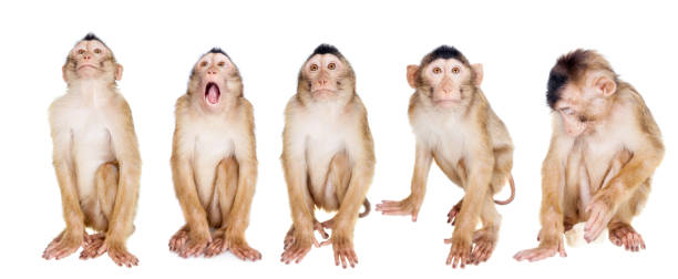Juvenile Pig-tailed Macaque, Macaca nemestrina, on white
