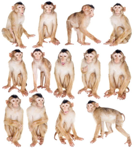 istock Juvenile Pig-tailed Macaque, Macaca nemestrina, on white 999486364