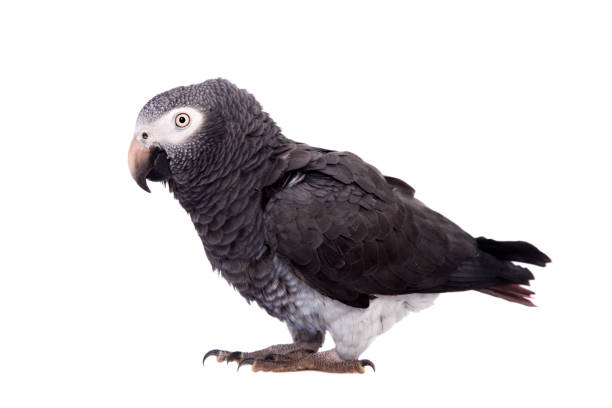 istock African Grey Parrot isolated on white 999490226