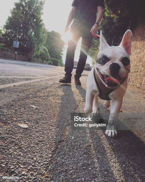 Photo libre de droit de Bouledogue Français De Marche Dans La Soirée Angleterre banque d'images et plus d'images libres de droit de Chien