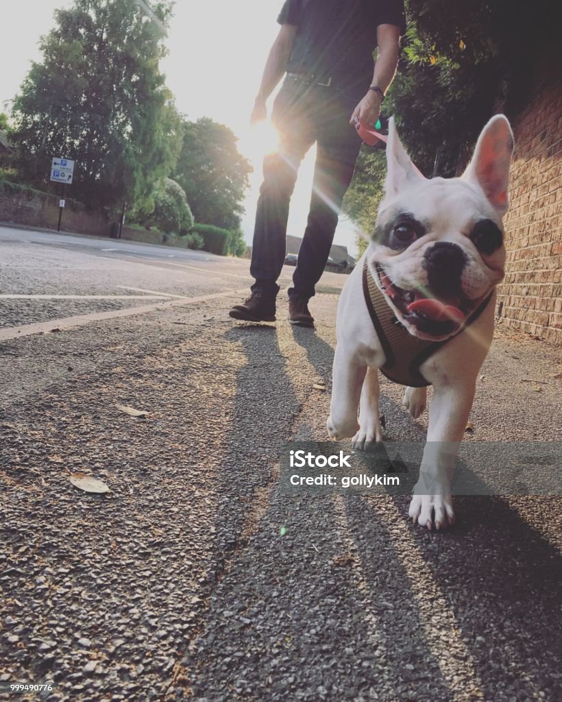 Walking French Bulldog la sera, Inghilterra - Foto stock royalty-free di Cane