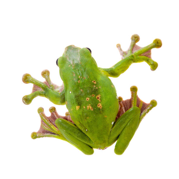 istock Giant Denny's whipping frog isolated on white 999490984