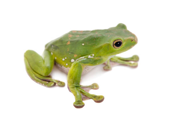 istock Giant Denny's whipping frog isolated on white 999491076