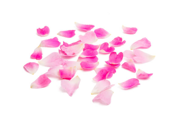 istock pink petals isolated 999491260