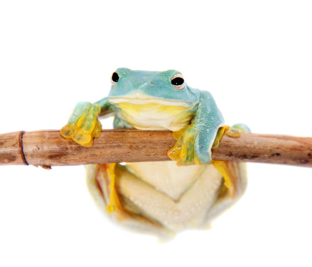 istock Malabar flying tree frogling isolated on white 999493296