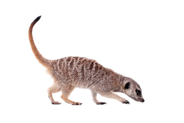 istock The meerkat or suricate on white 999500890