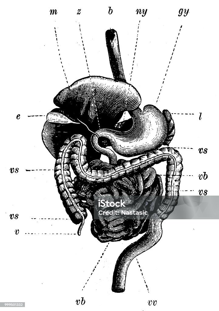 Human organs Illustration of a human organs Abdomen stock illustration