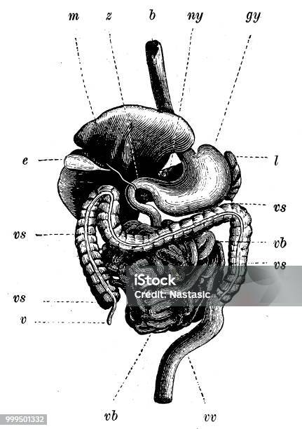 Human Organs Stock Illustration - Download Image Now - Abdomen, Anatomy, Antique